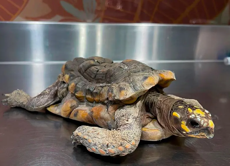 Por su mal estado, se desconoce aún si será posible salvar la vida de esta tortuga víctima de tráfico y cautiverio. FOTO: CORTESÍA ÁREA METROPOLITANA