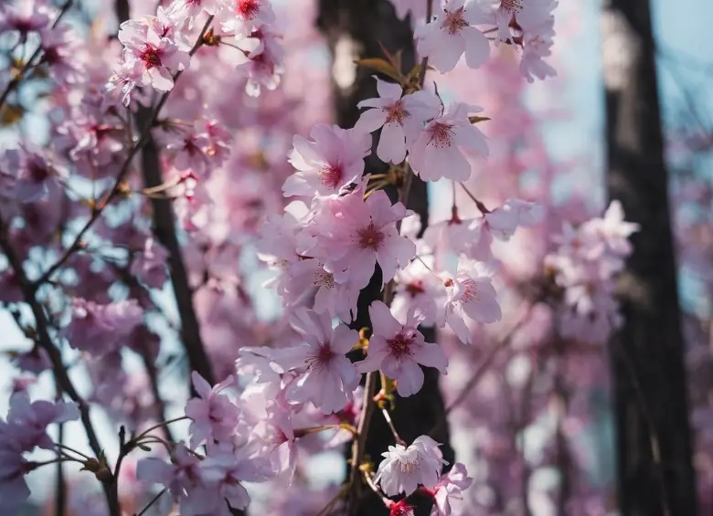 Parque Sitio del Castillo Takada, Niigata. Foto: Japan Endless Discovery / @mark.matsuoka