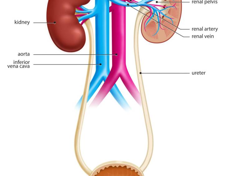 Los hidratantes puede generar sobrecarga renal y problemas en los riñones por el consumo prolongado de sales. Foto: Getty