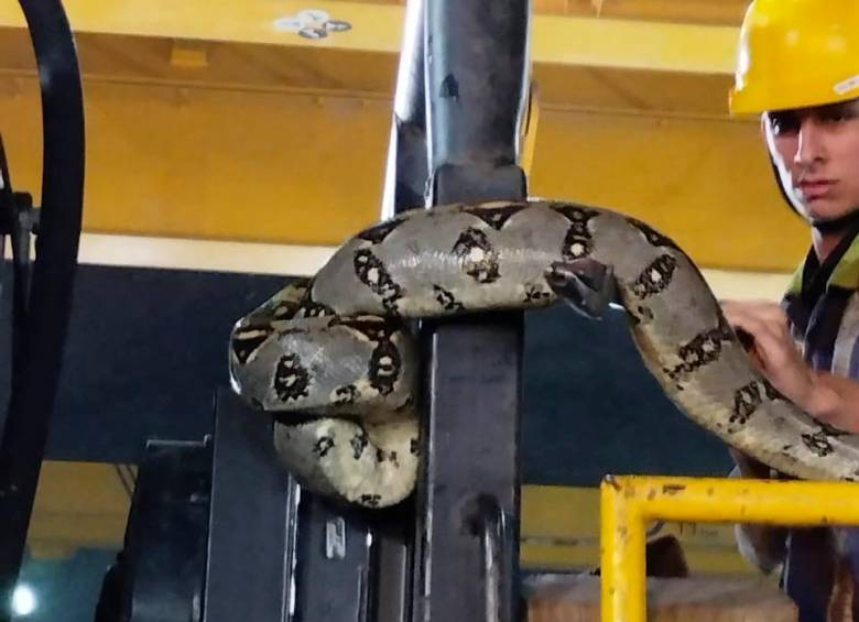 La serpiente fue encontrada en la casa de máquinas del proyecto. FOTO: TOMADA DE TWITTER @soydeituango