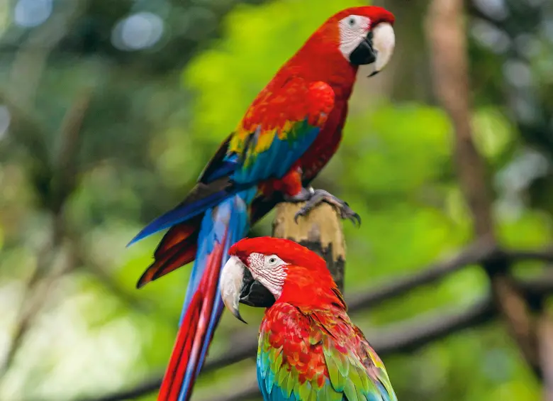 Medellín y su Área Metropolitana registran 521 especies de aves, según el Área Metropolitana del Valle de Aburrá. En la foto, guacamayas en el Parque de la Conservación (antes zoológico). FOTO: Julio César Herrera. 