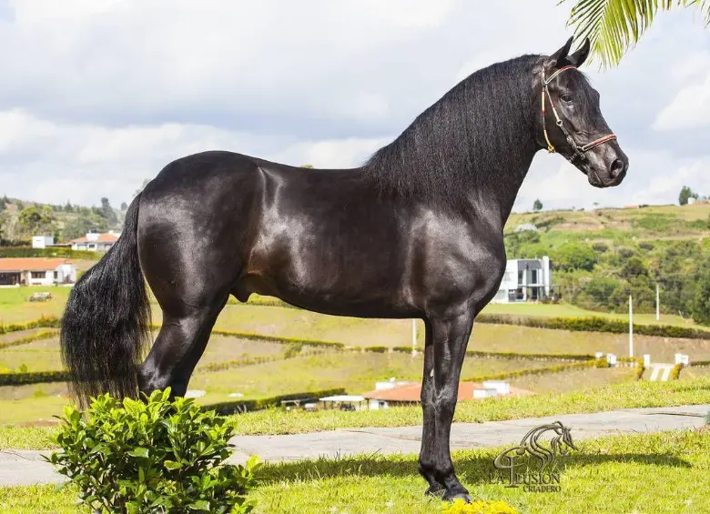 Él es Dulce Sueño de Lusitania, un caballo de paso fino considerado el más caro en la historia de Colombia. FOTO: Paso Equino