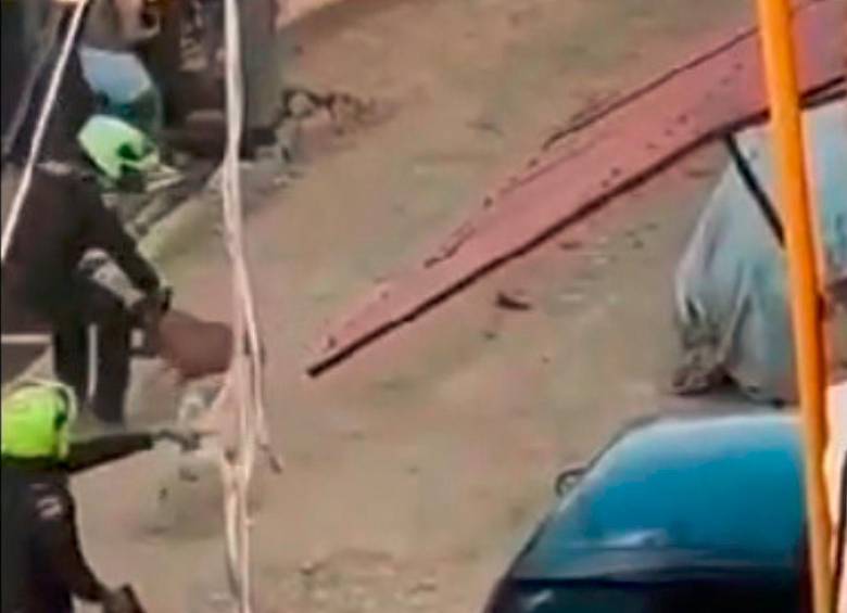 El perro café fue el que resultó herido luego de que el policía accionara su arma en una vereda de Caldas. FOTO: CORTESÍA