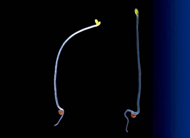 Plántulas de Arabidopsis thaliana de tipo salvaje (izquierda) y mutante (derecha) con luz proveniente de la derecha. El mutante no reacciona a la fuente de luz. Foto: Cortesía CIG y UNIL.