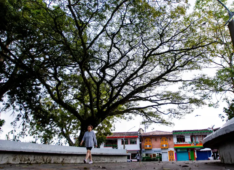 El samán de 13 metros de alto que hace las veces de sombrilla gigante en el parque de Tarso. FOTO JULIO CÉSAR HERRERA 
