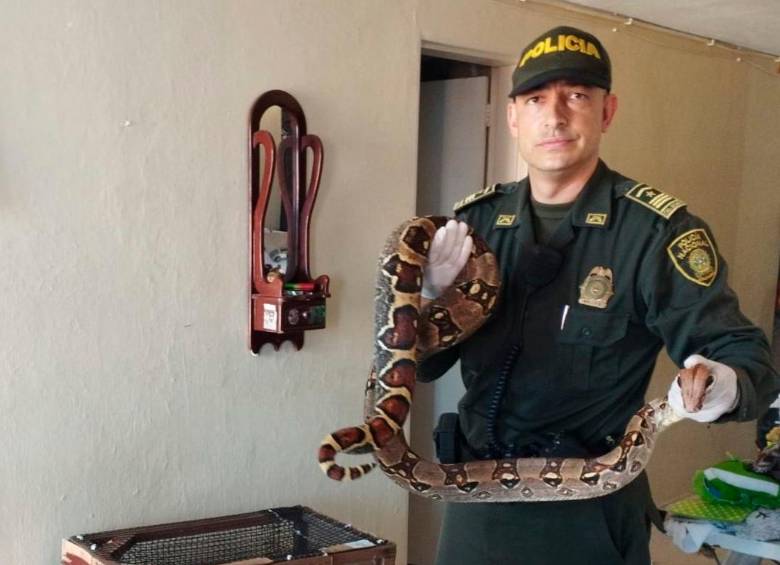 Esta es la boa que fue recuperada en Belén Zafra, Medellín, por parte de la Policía. FOTO Twitter DENUNCIAS ANTIOQUIA
