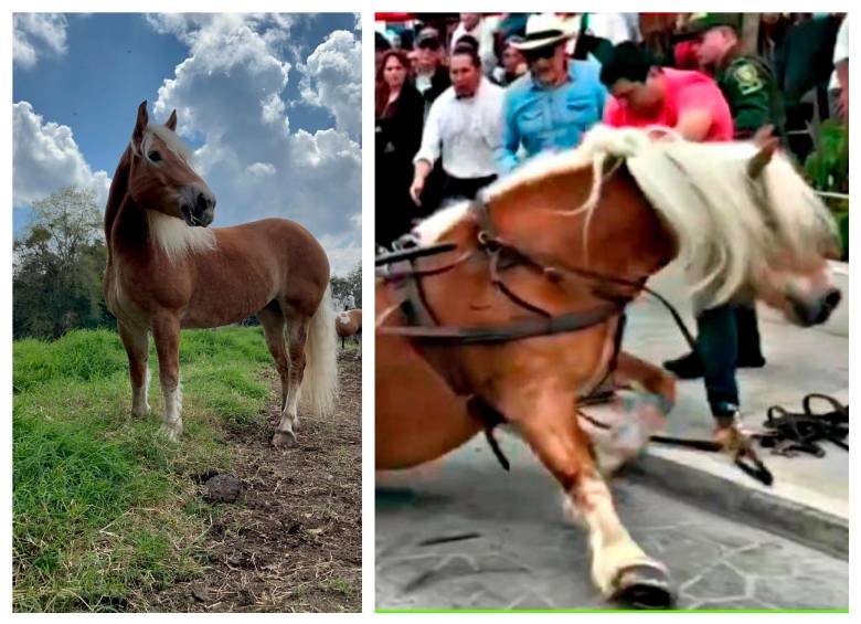 Khaleesi es la yegua belga de cinco años que protagonizó el video que se hizo viral. FOTO: Cortesía