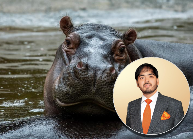 Expertos de Vantara, un centro de vida silvestre del multimillonario indio Anant Ambani, visitarán Colombia para evaluar el traslado de los hipopótamos del Magdalena Medio. FOTO: Andrés Camilo Suárez y cortesía.