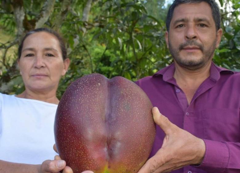 El mango más pesado del mundo se cultivó en Boyacá. Foto: redes sociales. 