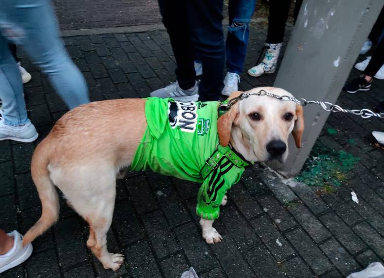 Hasta las mascotas llegaron al escenario deportivo luciendo su mejor pinta para el duelo del verde ante Junior. FOTO: JAIME PÉREZ 