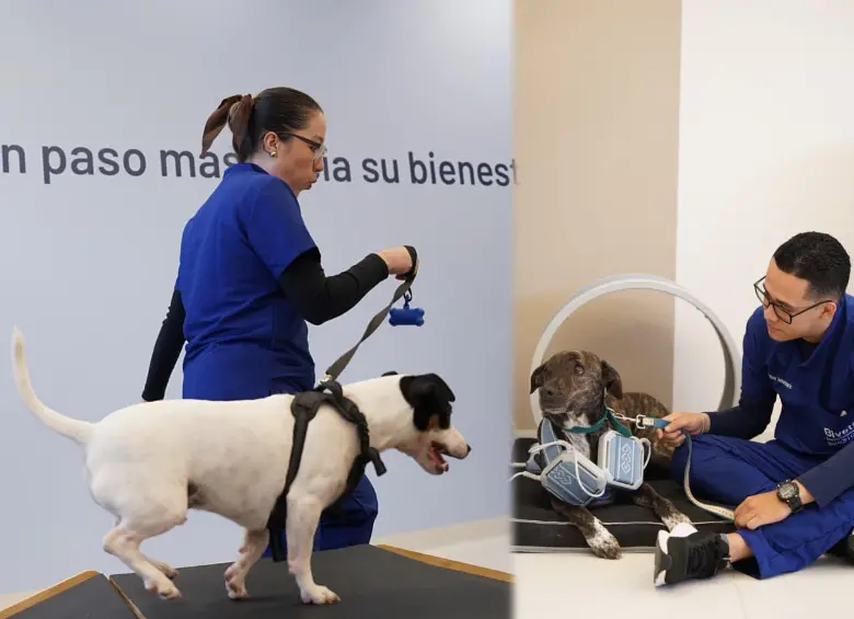 El centro integra espacios de fisioterapia, hidroterapia y atención clínica especializada para animales de compañía, ubicado en la Avenida Las Palmas. FOTOS cortesía Bivett