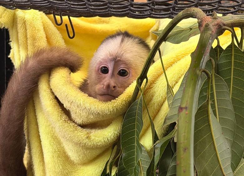 Uno de los animales rescatados tras el inicio de su proceso de recuperación. FOTO: Cortesía