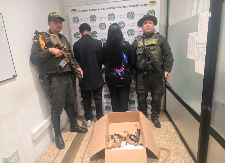 La pareja que intentaba sacar a los primates quedó bajo custodia de las autoridades para llevarlos ante la justicia. FOTO 