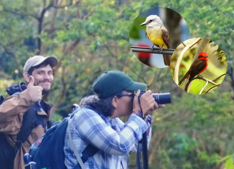 Esta es Bibiana documentando aves. En el primer círculo, el ave de pecho amarillo es un Tyrannus melancholicus, también conocido como Sirirí, esta fue la primera ave que documentó, la ave que posaba en un cable de energía muy cerca de su casa. En el segundo círculo, está un ave petirrojo. FOTO: Cortesía Olga Arbelaéz (foto del fondo) y Alcaldía de Bello (fotos de las aves)