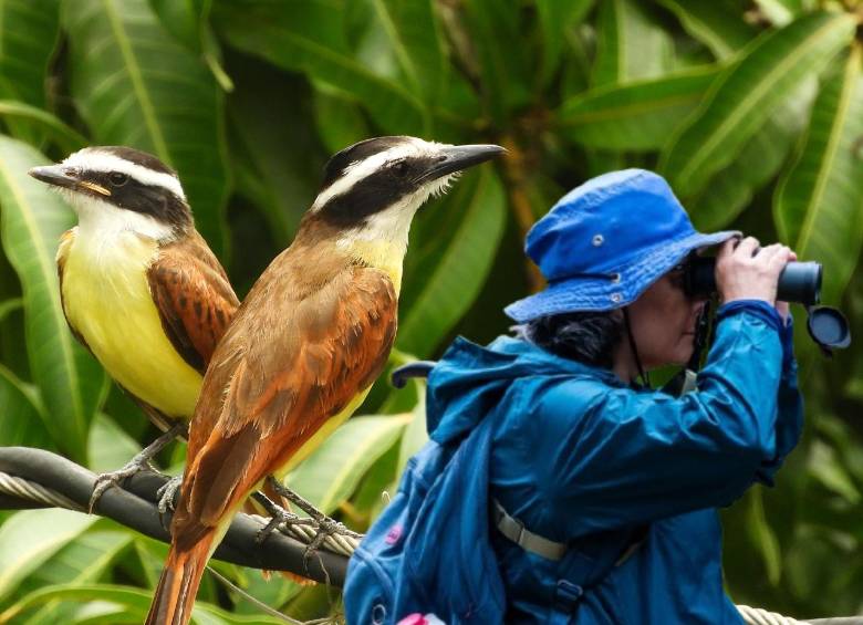 Esta es Bibiana Marín documentando algunas aves del municipio de Bello. Las aves del fondo son unas Pitangus sulphuratus, también conocidas como Bichofué. FOTOS: Cortesía Enmanuel Rendón (foto del perfil de Bibiana) y la Alcaldía de Bello (foto de las aves)