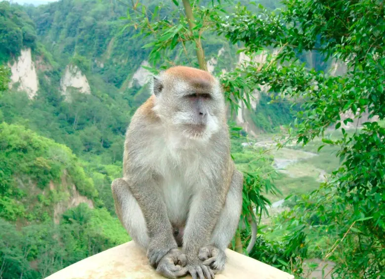 El macaco de cola larga (Macaca fascicularis) habita en gran parte del Sudeste Asiático —desde Camboya, Indonesia, Laos, Malasia, Filipinas, Tailandia y Vietnam hasta algunas islas del Pacífico occidental. FOTO Wikipedia