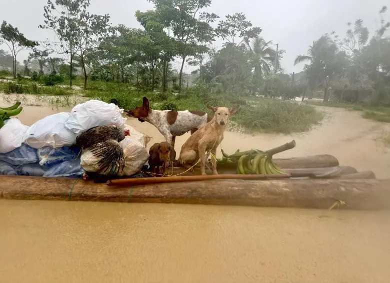 Hasta los animales han sufrido por las fuertes lluvias en el Urabá antioqueño. FOTO: Cortesía