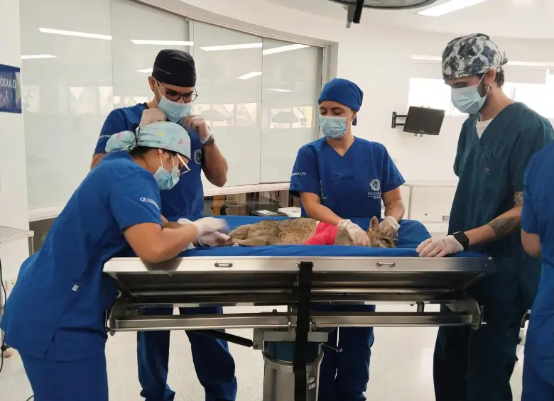 El animal fue sometido a una cirugía ortopédica y a sesiones de fisioterapia. FOTO: ÁREA METROPOLITANA DEL VALLE DE ABURRÁ