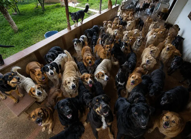 El sostenimiento de los 235 perros, cada día, cuesta cerca de 500 mil pesos. Para los 45 gatos son, cada semana, $134.000. El traslado tiene un valor estimado en $160 millones. FOTO: Cortesía