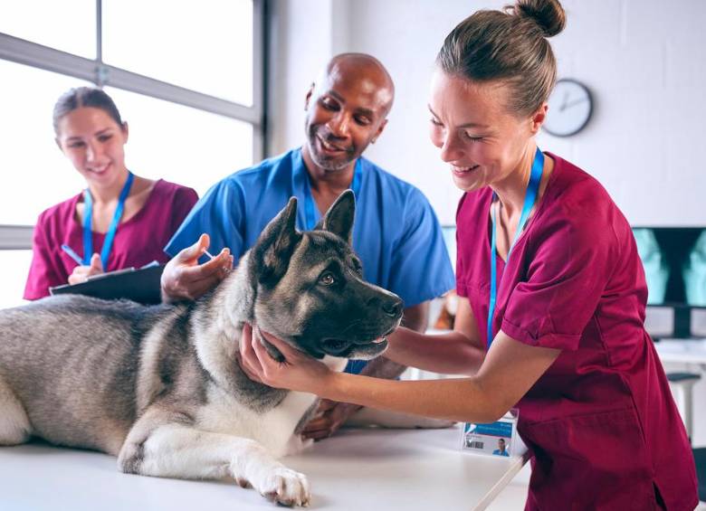 Veterinarios, auxiliares y cuidadores son cada vez más solicitados en un mercado que valora la empatía y el compromiso. FOTO: GETTY
