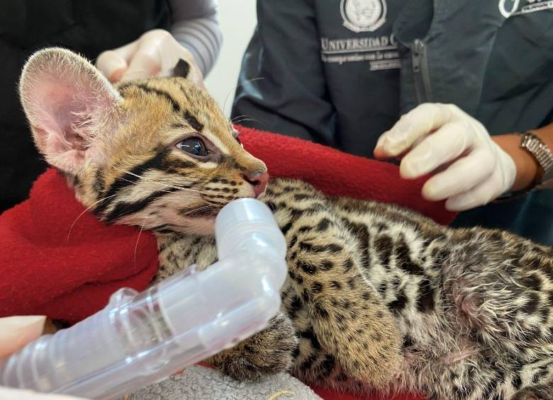 La pequeña ocelote, de tan solo 4 meses, que fue separada de su madre y su entorno. FOTO: Cortesía Área Metropolitana