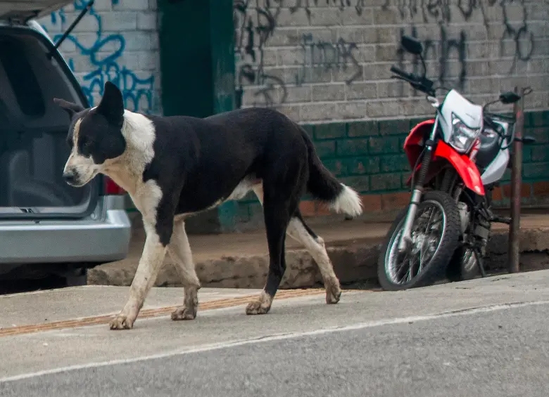  De ser aprobado este proyecto, el Soat cubriría gastos médicos, quirúrgicos, farmacéuticos y hospitalarios de los animales. FOTO Julio César Herrera.