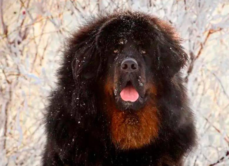 Mastín tibetano, la raza que le ofrecieron a la familia en China que terminó criando un oso. FOTO: SHUTTERSTOCK
