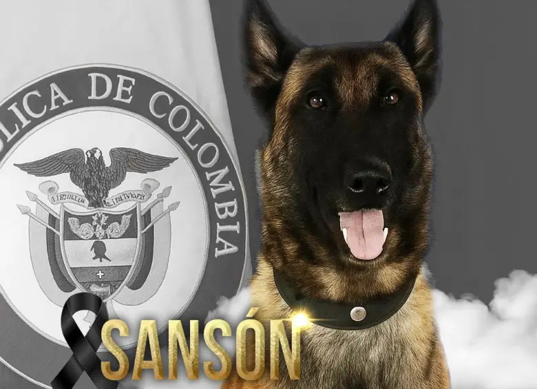 Este era Sansón, el perro que fue herido en el municipio de Yondó. FOTO: imagen tomada de redes