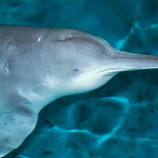 El último baiji, o delfín chino de río, confirmado murió en 2002. Y esta es apenas una de las especies que han desaparecido por la acción humana. Foto: Agencia Sinc.