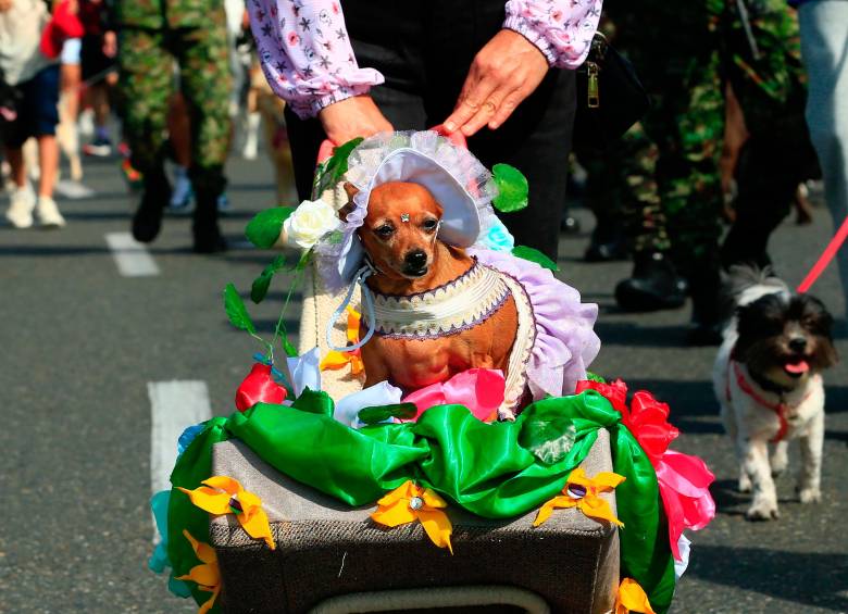 En el marco de la Feria de las Flores 2025, cientos de familias participaron con entusiasmo en la versión número 26 de la Caminata Canina y de Mascotas Tierragro. Foto: Camilo Suárez Echeverry