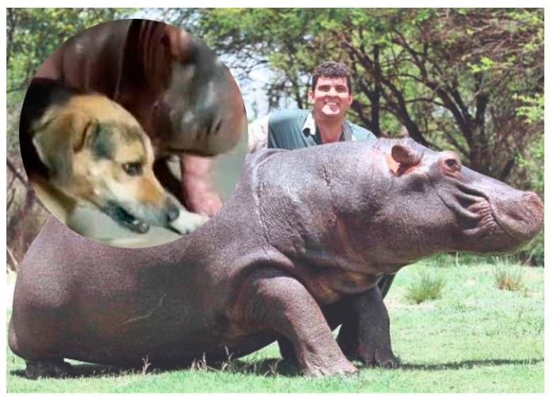 Marius Els con su hipopótamos unos meses antes del fatal accidente. Foto: Cortesía. 