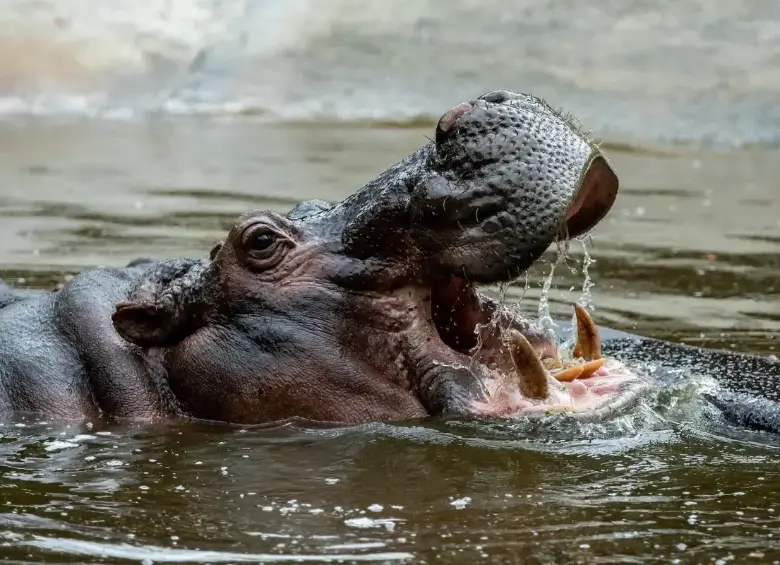 Hipopótamos en el Magdalena Medio. Foto: EL COLOMBIANO