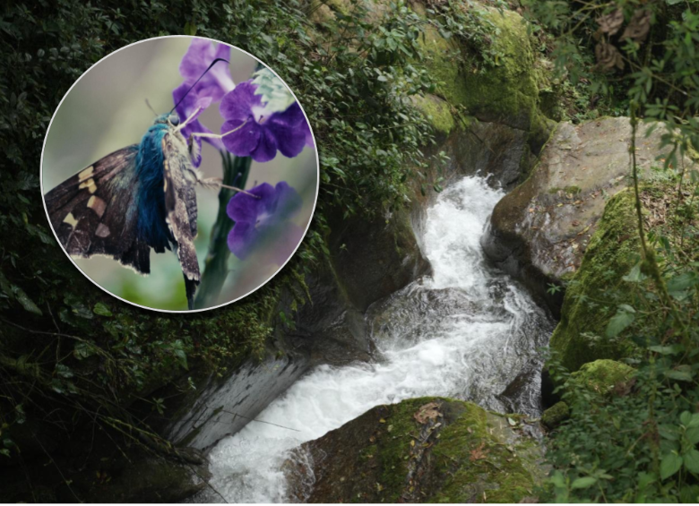 Las fuentes hídricas, los animales e insectos son vitales para los servicios ambientales de Medellín. Foto: cortesía.