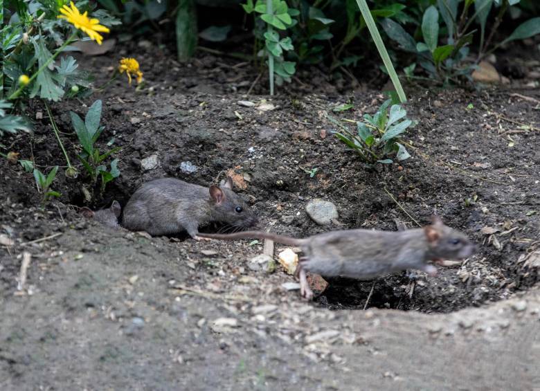 En la Avenida Oriental, los roedores salen de su madriguera a cualquier hora del día. FOTO CAMILO SUÁREZ