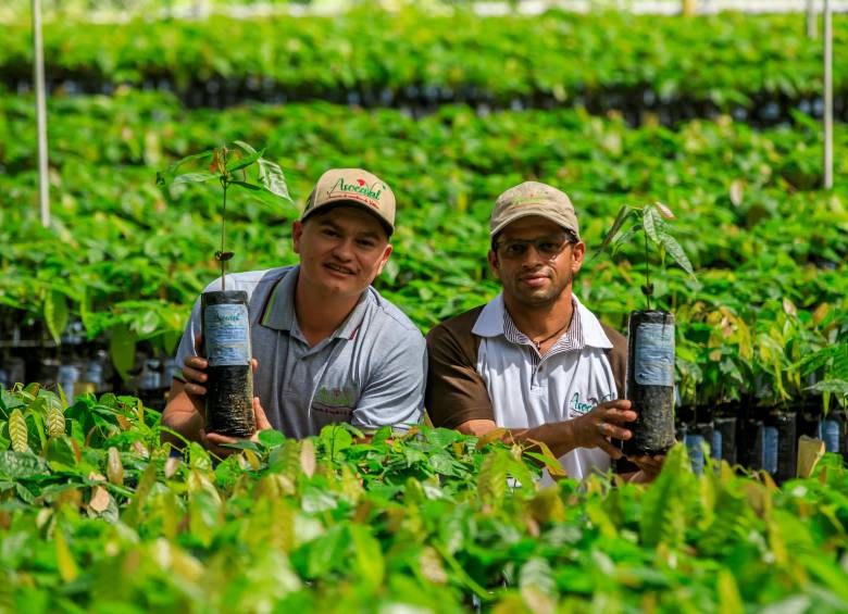 Elmer Zapata, gerente de Asocaval, lidera junto a Juan Fernando Espinosa la transformación del cacao en Valdivia. FOTO CAMILO SUÁREZ