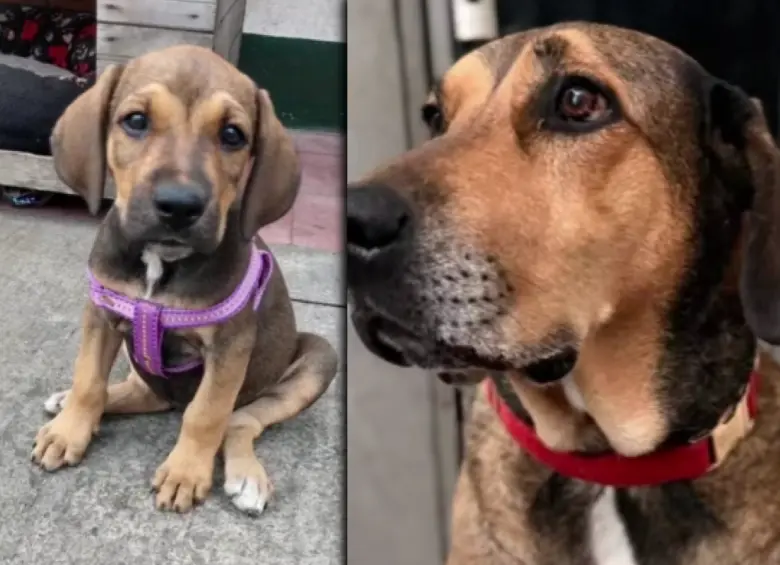 La perrita criolla llegó desde que estaba cachorra y ha acompañado durante más de siete años a los uniformados de la Estación de Policía de La Candelaria, en el centro de Medellín.