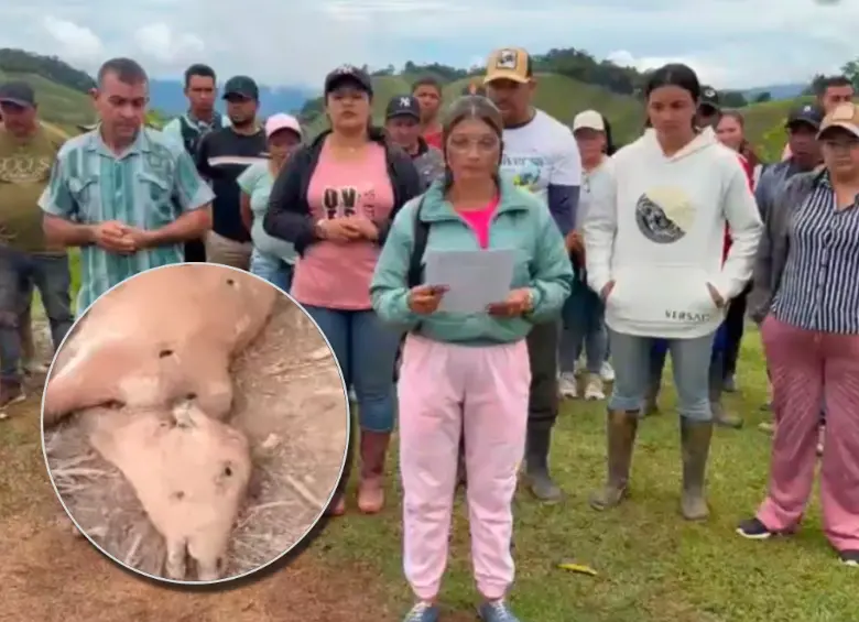 Las esquirlas de los recientes bombardeos en Amalfi acabaron con la vida de decenas de vacas y reses que eran la fuente de sustento de algunos de los campesinos. Foto: tomadas de videos en redes sociales.