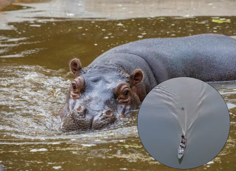 En el video, se ve como la embarcación intenta evadir al hipopótamo y al final termina cruzando justo sobre el animal. Fotos: EL COLOMBIANO y captura del video.