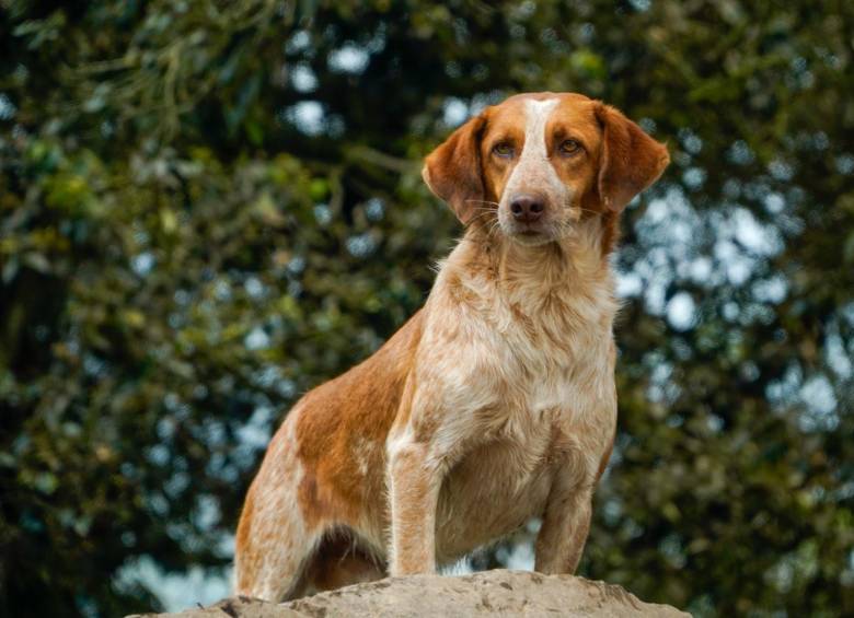 Cada perro adoptado trae consigo una historia particular y necesita tiempo para adaptarse a su nuevo entorno. FOTO cortesía