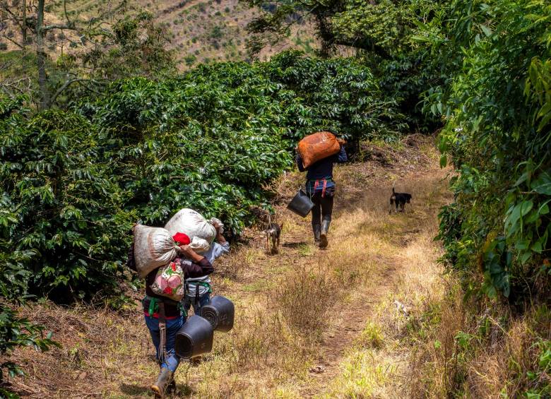El desempeño del cultivo de café a marzo, medido por el Dane, observó un descenso de 3,6%. FOTO Camilo Suárez