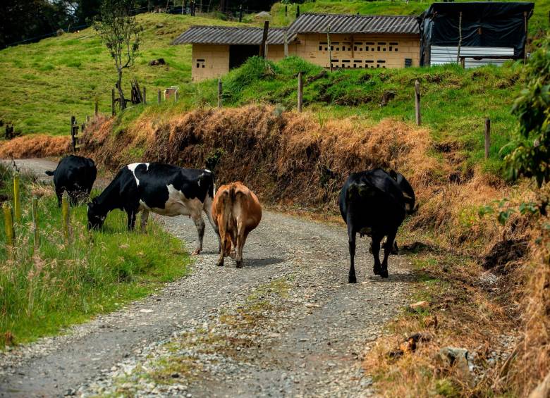 En La Meneses las vacas abundan incluso más que las personas.