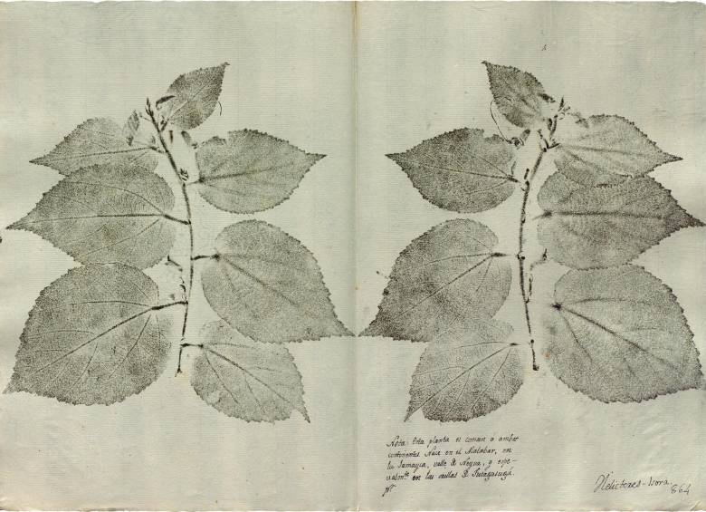 Una de las ectypas que viajaron a Medellín y que se expone en Mutis, la Expedición continúa. Foto Real Jardín Botánico de Madrid.