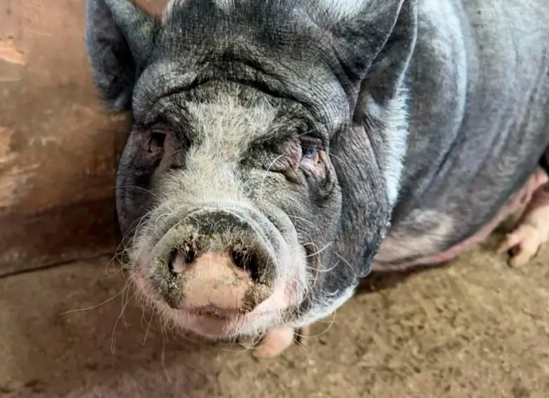 ¿Se anima a adoptarlo? Burritos, vacas y cerdos rescatados buscan hogares en Medellín
