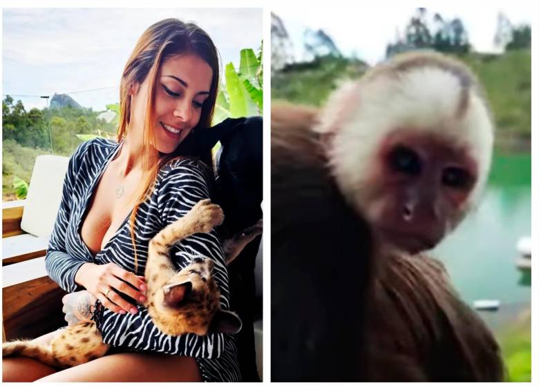 La DJ Metrioz Withz publicó dos fotos con el puma cachorro (izq.) y un video donde mostraba al mono capuchino (der.). FOTOS: TOMADAS DE LAS REDES SOCIALES