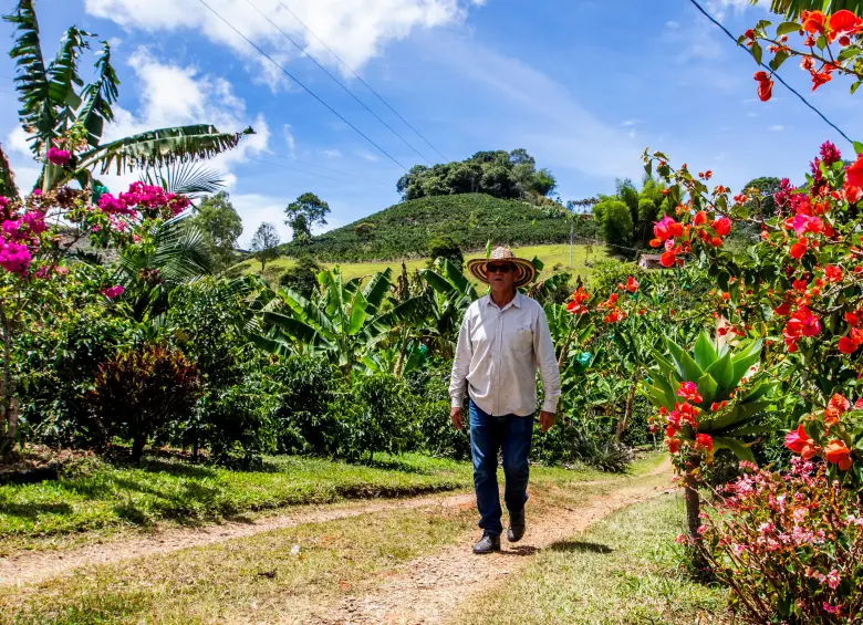 La finca de William Gaviria queda en la media loma de la vereda Vallecitos, las veraneras moradas están florecidas entre plataneras y matas de café. FOTO JULIO CÉSAR HERRERA