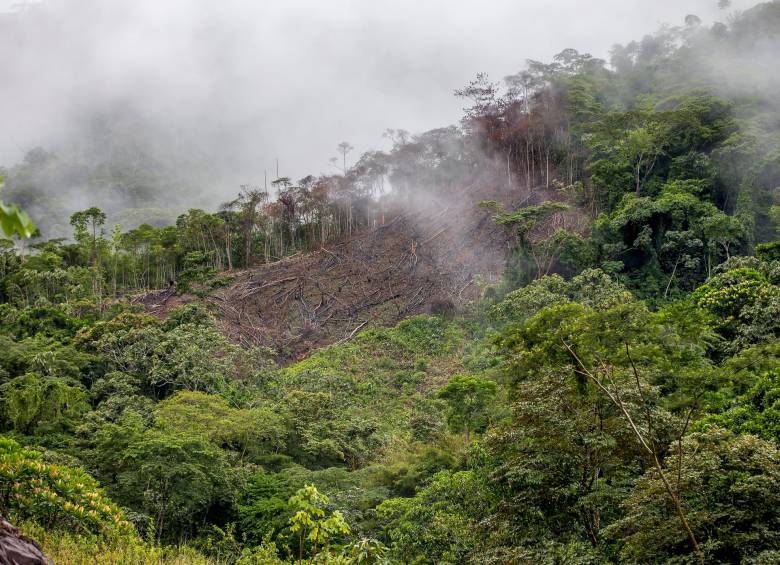 A través de RIA, además del Conpes 4021 y de la Ordenanza 54 de 2019, se lucha contra la deforestación en Antioquia, que en 2019 sumó más de 11.000 hectáreas, aunque experimentó una reducción respecto a 2018 y 2017. FOTO juan antonio sánchez
