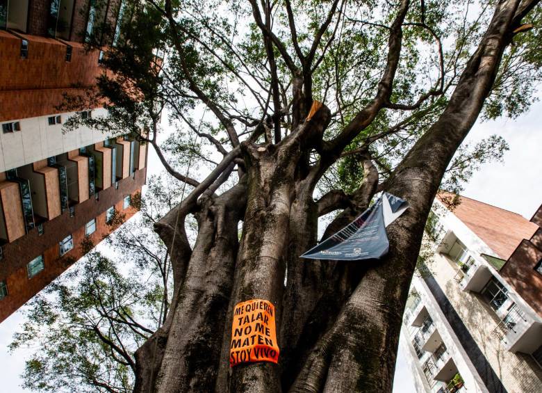 El enorme árbol de 60 años es tan grande como uno de los edificios del barrio. FOTO: Julio C. Herrera.