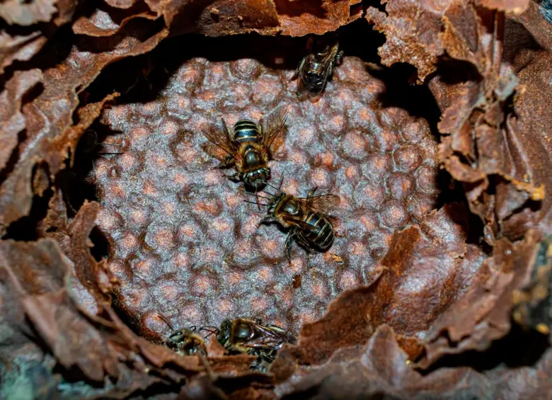 Hallazgo productivo: detectaron una nueva especie de abeja sin aguijón en zona rural de Medellín