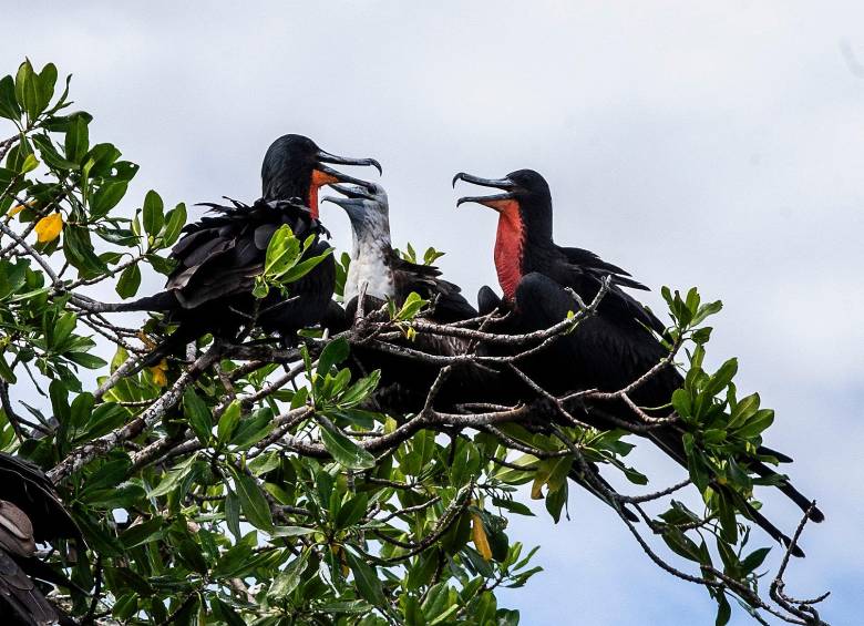 Las temperaturas son un factor que incide en la vida y en la supervivencia de las especies. Foto: El Colombiano.