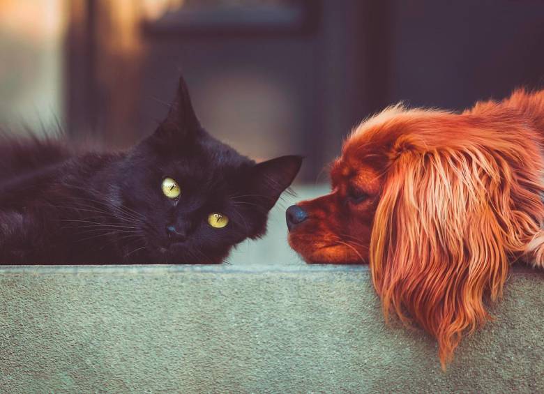 Lograr que un perro y un gato se tolere puede tardar semanas e incluso meses si no se ha hecho una socialización entre ambas especies desde una edad temprana. Foto: Pixabay. 